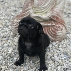 Adoption chiot Carlin au prix de 950 €