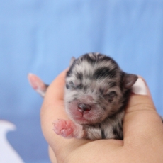 Acheter Spitz Allemand Nain bébé pour 2060 €