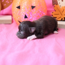 Adoption chiot Chihuahua au prix de 1060 €