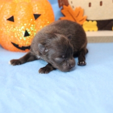 Acheter Chihuahua bébé pour 960 €