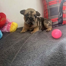 Acheter Bouledogue Français bébé pour 1500 €