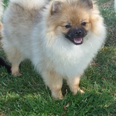 Acheter Spitz Allemand Nain bébé pour 1800 €