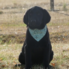 Labrador chiot vendu 760 €