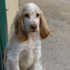 Acheter Cocker Anglais Spaniel bébé pour 1260 €