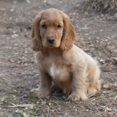 Cocker Anglais Spaniel chiot vendu 1110 €