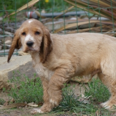 Cocker Anglais Spaniel chiot vendu 1110 €