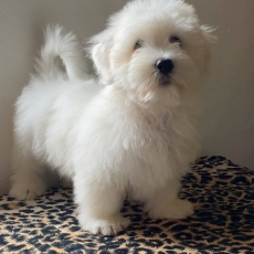 Coton de Tulear chiot vendu 1100 €