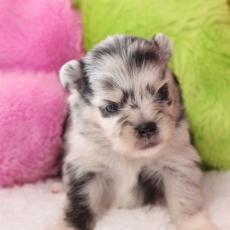 Chiot Spitz Allemand Nain à adopter au prix de 2060 €