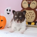 Chiot Chihuahua sans pedigree – prix 960 €.