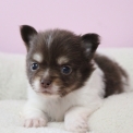 Chiot Chihuahua sans pedigree  en région Hauts-de-France.