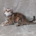 Chaton Chat Manx de race – prix 800 €.