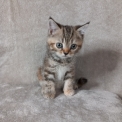 Chaton Chat Manx de race – prix 800 €.