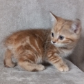 Chaton Chat Manx de race LOOF avec pedigree  adopter.