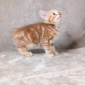 Chaton Chat Manx de race LOOF avec pedigree  adopter.