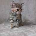 Chat Chat Manx proposée par l’élevage Les Khans D'ellan Vannin.