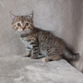Chat Manx disponible dans les Bouches-du-Rhône
