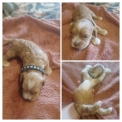 Chien Cocker Américain Spaniel proposé par l’élevage Les Cockinous Celtics.