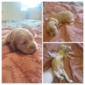Chiot Cocker Américain Spaniel sans pedigree – prix 900 €.