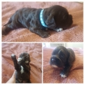 Cocker Américain Spaniel disponible en Ille-et-Vilaine