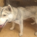 Chiot Husky Sibérien de race  en région Nouvelle-Aquitaine.