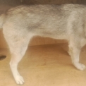 Chiot Husky Sibérien de race  en région Nouvelle-Aquitaine.