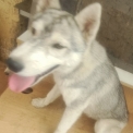 Chiot Husky Sibérien de race  en région Nouvelle-Aquitaine.