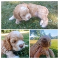 Cocker Américain Spaniel disponible en Ille-et-Vilaine
