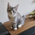 Maine Coon disponible en Isère