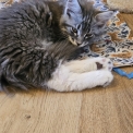 Chaton Maine Coon de race – prix 1000 €.