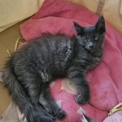 Chaton Maine Coon de race  en région Auvergne-Rhône-Alpes.