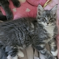 Chaton Maine Coon de race  en région Auvergne-Rhône-Alpes.