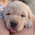 Chiot Labrador à adopter au prix de 800 €