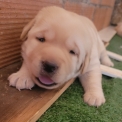 Labrador chiot vendu 800 €
