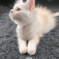 Maine Coon disponible en Haute-Savoie