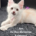 Chat Maine Coon proposé par l’élevage Chatterie Du Clan Marmottes.