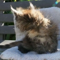 Chaton Maine Coon de race – prix 1450 €.