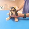 Ce petite mle Cocker Anglais Spaniel propos  l'achat est n le 16/07/2025.