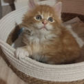 Chaton Maine Coon de race  en région Nouvelle-Aquitaine.