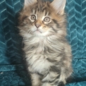 Chaton Maine Coon de race – prix 1500 €.