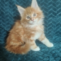 Chaton Maine Coon de race  en région Nouvelle-Aquitaine.