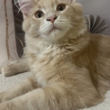 Maine Coon disponible en Eure-et-Loir