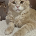 Chat Maine Coon proposé par l’élevage Chatterie du Mont d'angelys.