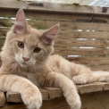 Maine Coon disponible en Eure-et-Loir