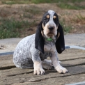 Chiot Basset Bleu de Gascogne de race – prix 750 €.