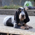 Chiot Basset Bleu de Gascogne de race  en région Pays de la Loire.