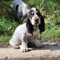 Basset Bleu de Gascogne disponible dans le Maine-et-Loire