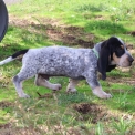 Chiot Basset Bleu de Gascogne de race  en région Pays de la Loire.