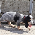Chiot Basset Bleu de Gascogne de race  en région Pays de la Loire.