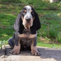 Basset Bleu de Gascogne disponible dans le Maine-et-Loire