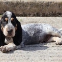 Basset Bleu de Gascogne disponible dans le Maine-et-Loire